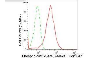 Flow cytometric analysis of phospho-Nrf2 (Ser40) expression in HepG2 cells using phospho-Nrf2 (Ser40) antibody (ABIN7799632), 1:2,000). (Recombinant NRF2 antibody  (pSer40))