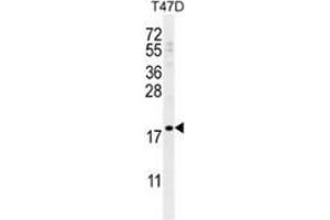 Western blot analysis in T47D cell line lysates (35ug/lane) using LCE1A  Antibody (C-term).