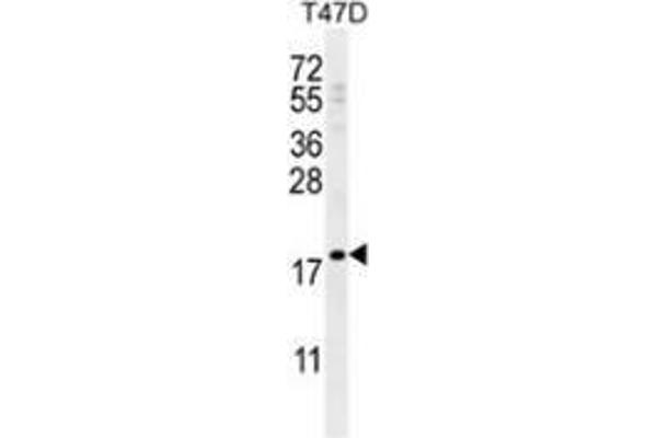 LCE1A anticorps  (C-Term)