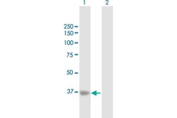 RBCK1 antibody  (AA 1-230)