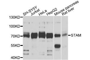 Western blot analysis of extracts of various cell lines, using STAM antibody. (STAM antibody)