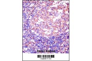 RBM12 Antibody immunohistochemistry analysis in formalin fixed and paraffin embedded human tonsil tissue followed by peroxidase conjugation of the secondary antibody and DAB staining. (RBM12 antibody  (AA 575-603))
