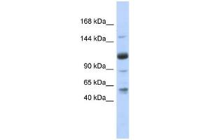 WB Suggested Anti-SR140 Antibody Titration:  0. (SR140 antibody  (N-Term))