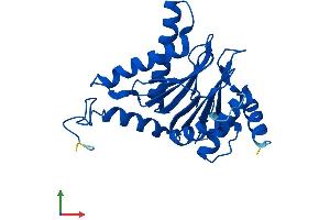 AlphaFold protein structure predicition of Mouse Recombinant Psma6 Protein, UniprotID Q9QUM9 (PSMA6 Protein (AA 1-246) (His tag))
