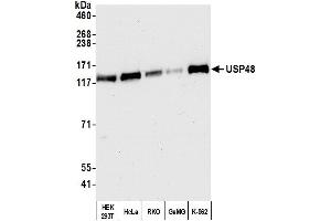 anti-Ubiquitin Specific Peptidase 48 (USP48) (AA 985-1035) antibody