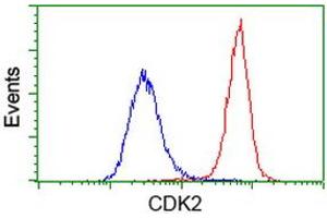 Image no. 8 for anti-Cyclin-Dependent Kinase 2 (CDK2) antibody (ABIN1497394) (CDK2 antibody)