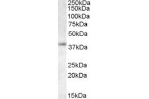 ABIN184925 staining (0. (RNF2 antibody  (C-Term))