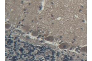 DAB staining on IHC-P; Samples: Porcine Cerebellum Tissue