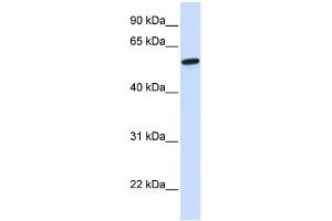 WB Suggested Anti-NELF Antibody Titration:  0. (NMDA Receptor Synaptonuclear Signaling and Neuronal Migration Factor (NSMF) (N-Term) antibody)