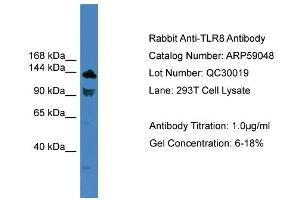 WB Suggested Anti-TLR8  Antibody Titration: 0. (TLR8 antibody  (C-Term))
