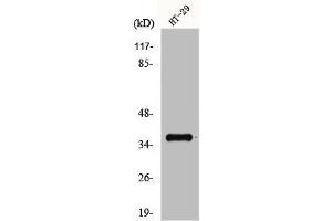 Western Blot analysis of HT29 cells using GPR171 Polyclonal Antibody (GPR171 antibody  (Internal Region))