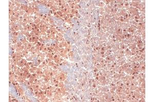 Immunohistochemistry analysis using Mouse Anti-HCN1 Monoclonal Antibody, Clone S70-28 .