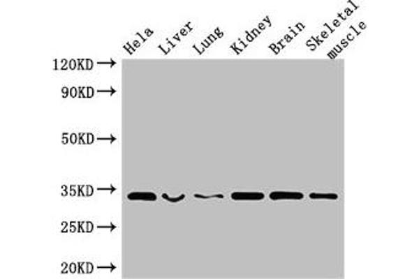 CNN2 antibody  (AA 2-309)