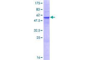 TPSB2 Protein (AA 1-275) (GST tag)