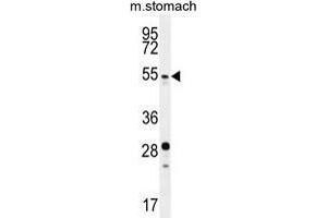 SUV4-20H2 Antibody (N-term) western blot analysis in mouse stomach tissue lysates (35 µg/lane). (SUV420H2/KMT5C antibody  (N-Term))