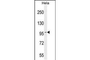 Western blot analysis in Hela cell line lysates (35ug/lane). (COG3 antibody  (C-Term))