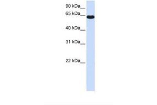 Zinc Finger Protein 117 antibody  (AA 218-267)
