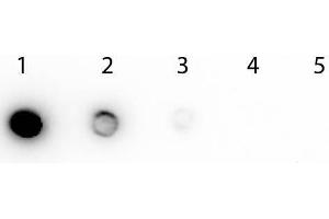 Dot Blot of Biotin Peroxidase Conjugated. (Biotin Protein (HRP))