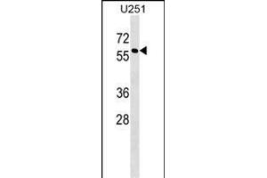 I Antibody (N-term) (ABIN1539324 and ABIN2848738) western blot analysis in  cell line lysates (35 μg/lane).