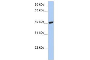 SELENBP1 antibody used at 1 ug/ml to detect target protein. (SELENBP1 antibody  (C-Term))