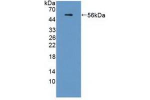 Western blot analysis of recombinant Human APOL1. (APOL1 antibody  (AA 1-238))