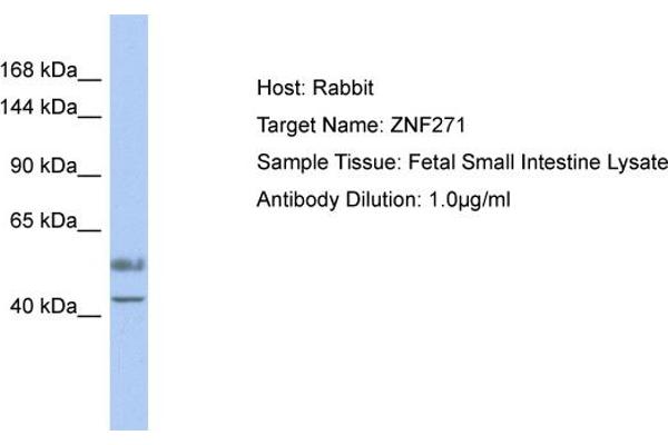 ZNF271 antibody  (Middle Region)