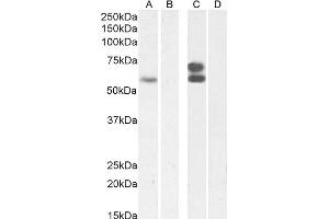 (ABIN570827) (2 μg/mL) staining of Jurkat nuclear lysate (A) + Peptide (B), and (0. (IKZF4 antibody  (Internal Region))