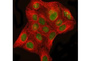 IF analysis of DHX15/prp43 using anti-DHX15/prp43 antibody (ABIN7602738) and anti-Beta Tubulin antibody (ABIN7602743). (DHX15 antibody  (C-Term))