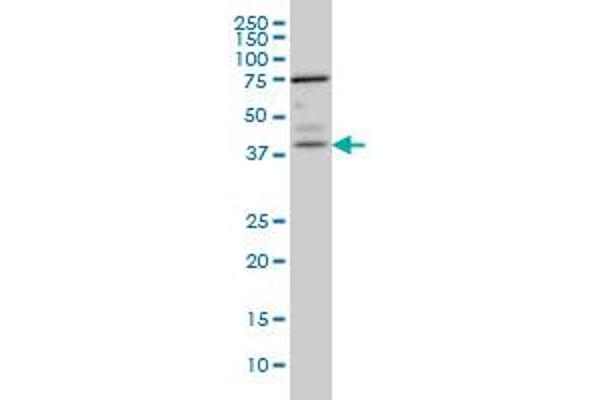 PNMA1 antibody  (AA 62-160)