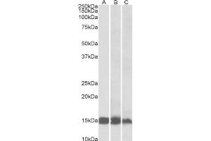AP32739PU-N FABP3 Antibody staining of Human (A), Mouse (B) and Rat(C) Heart lysates at 0. (FABP3 antibody)