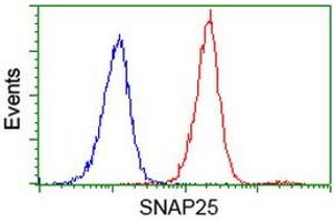 Image no. 4 for anti-Synaptosomal-Associated Protein, 25kDa (SNAP25) antibody (ABIN1501018)