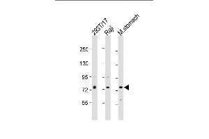 All lanes : Anti-PLA2G4F Antibody (Center) at 1:2000 dilution Lane 1: 293T/17 whole cell lysate Lane 2: Raji whole cell lysate Lane 3: mouse stomach lysate Lysates/proteins at 20 μg per lane. (PLA2G4F antibody  (AA 289-331))
