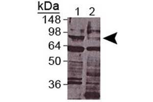 Western blot analysis of daf-3 in wt c. (DAF-3 antibody)