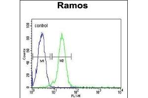 C13orf18 Antibody (Center) (ABIN652073 and ABIN2840537) flow cytometric analysis of Ramos cells (right histogram) compared to a negative control cell (left histogram). (C13orf18 antibody  (AA 379-405))