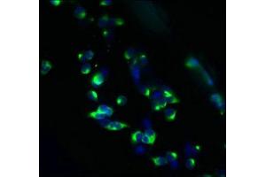 Immunofluorescent analysis of 293T cells using ABIN7148702 at dilution of 1:100 and Alexa Fluor 488-congugated AffiniPure Goat Anti-Rabbit IgG(H+L) (TMEM63A antibody  (AA 212-420))