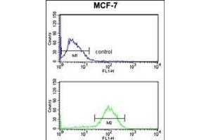AGR3 Antibody (C-term) (ABIN653373 and ABIN2842844) flow cytometry analysis of MCF-7 cells (bottom histogram) compared to a negative control cell (top histogram). (AGR3 antibody  (C-Term))