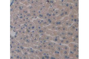 IHC-P analysis of Mouse Tissue, with DAB staining. (Apolipoprotein C-II antibody  (AA 13-97))