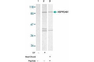 Western blot analysis of extracts from HeLa cells using HSP90AB1 polyclonal antibody  . (HSP90AB1 antibody)