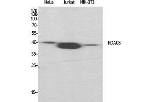 Western Blot (WB) analysis of specific cells using HDAC8 Polyclonal Antibody.
