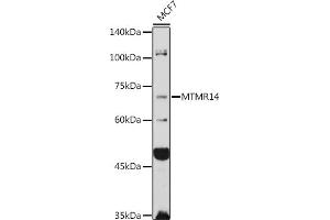 Western blot analysis of extracts of MCF7 cells, using MTMR14 antibody (ABIN6129695, ABIN6144154, ABIN6144155 and ABIN6223372) at 1:1000 dilution.
