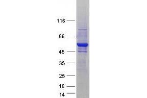 Validation with Western Blot (CSTF1 Protein (Transcript Variant 2) (Myc-DYKDDDDK Tag))