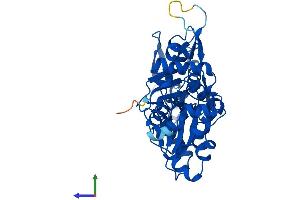 AlphaFold protein structure predicition of Human Recombinant ACTBL2 Protein, UniprotID Q562R1 (ACTBL2 Protein (AA 1-376) (His tag))