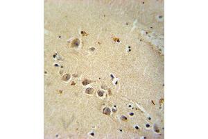 RASGRP1 Antibody (Center) (ABIN652037 and ABIN2840511) immunohistochemistry analysis in formalin fixed and paraffin embedded human brain tissue followed by peroxidase conjugation of the secondary antibody and DAB staining. (RASGRP1 antibody  (AA 495-521))