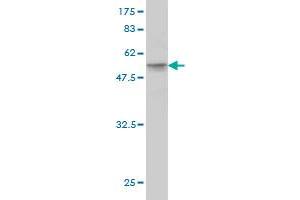 Western Blot detection against Immunogen (49. (HMGB1 antibody  (AA 1-215))