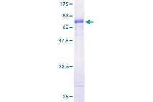 CTBP1 Protein (AA 1-429) (GST tag)
