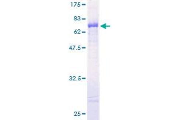 CTBP1 Protein (AA 1-429) (GST tag)