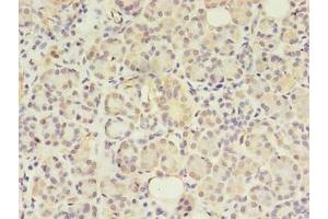 Immunohistochemistry of paraffin-embedded human pancreatic tissue using ABIN7144550 at dilution of 1:100