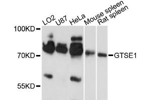 Western blot analysis of extracts of various cell lines, using GTSE1 antibody (ABIN6292095) at 1:3000 dilution. (GTSE1 antibody)