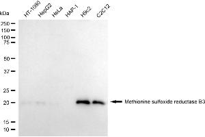 anti-Methionine Sulfoxide Reductase B3 (MSRB3) antibody