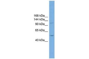 WB Suggested Anti-TNNI3K Antibody Titration:  0. (TNNI3K antibody  (N-Term))
